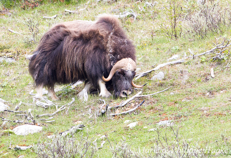 Boeuf musque 9831.jpg - Boeuf musqué (Dovrefjell, Norvège, juin 2012)
